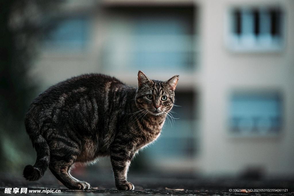 猫              