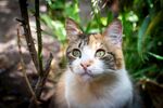 猫              