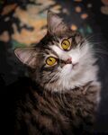 猫              