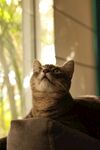 猫              