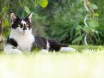 猫              