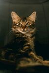 猫              