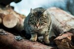 猫              