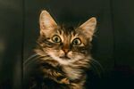 猫              
