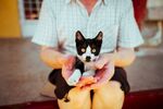 猫              