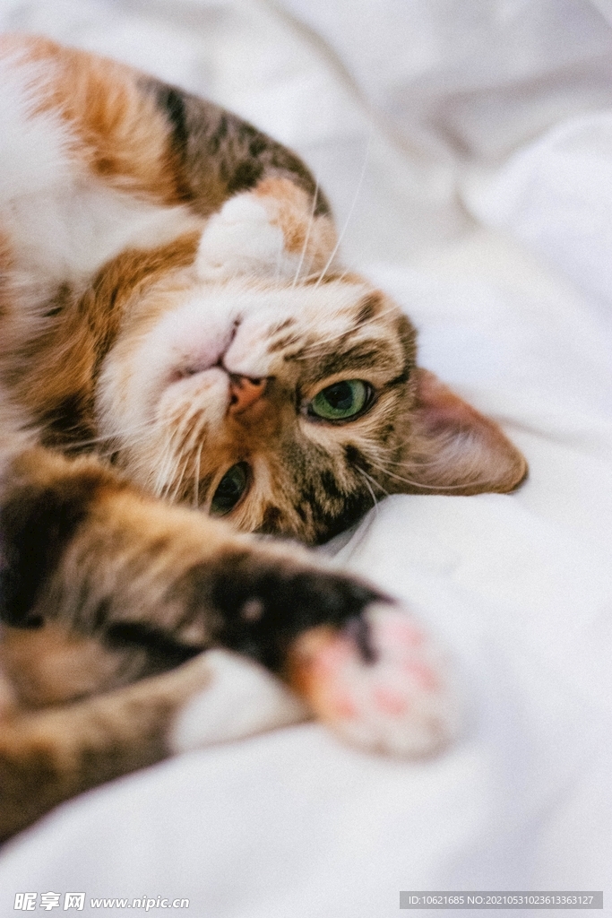 猫              