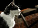 猫              