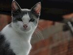 猫              