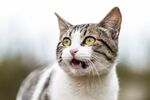 猫              