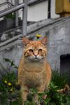猫              