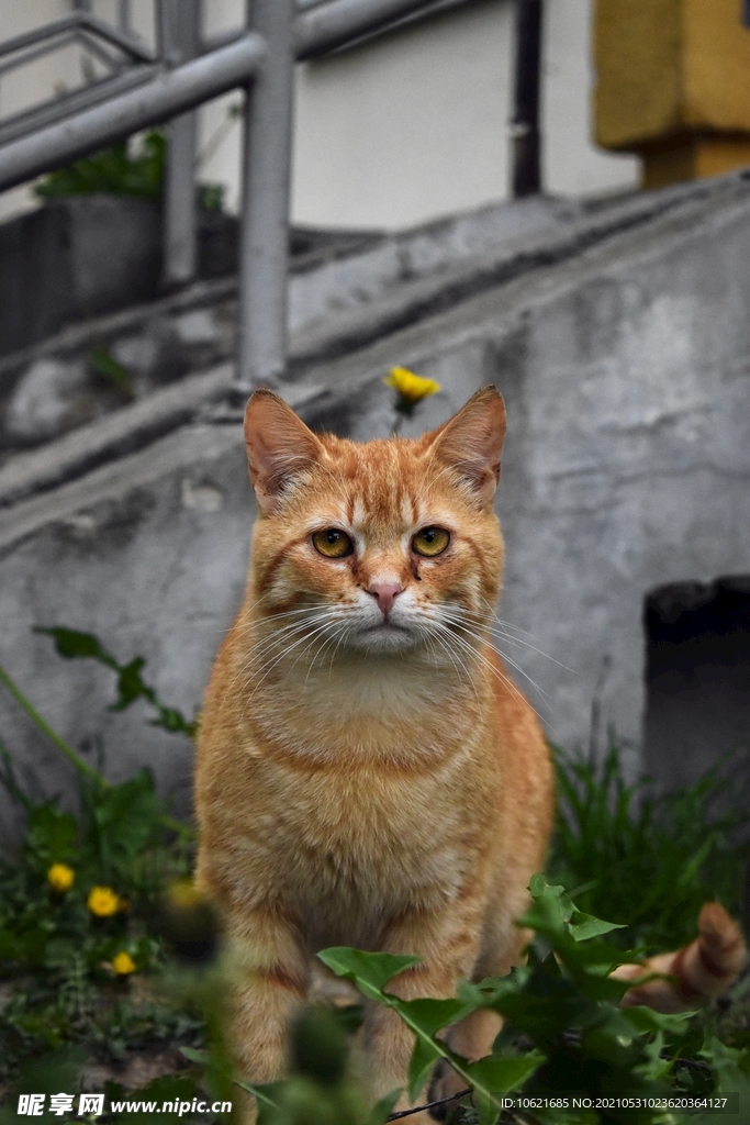 猫              