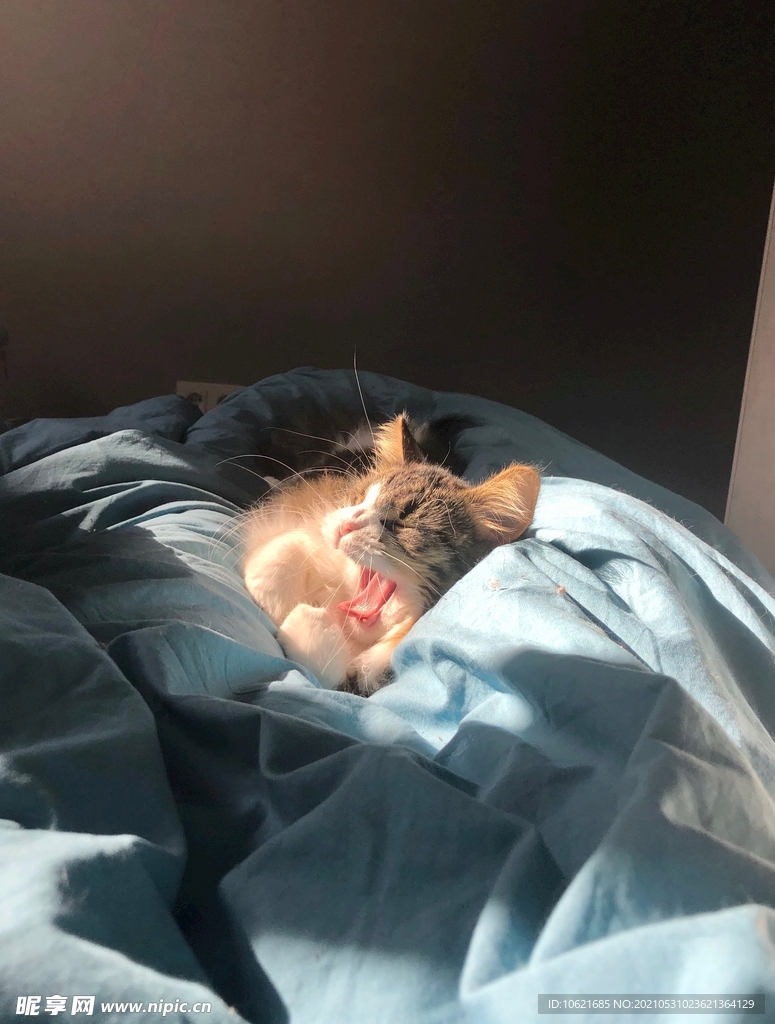 猫              