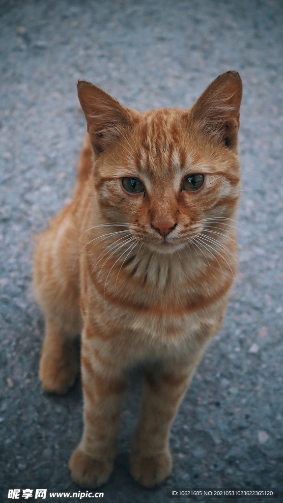 猫              