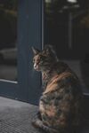 猫              