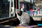 猫              