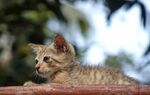 猫              