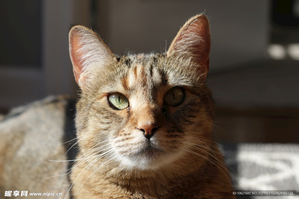 猫              