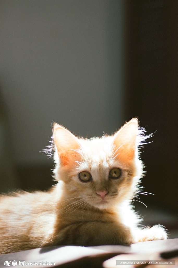 猫              