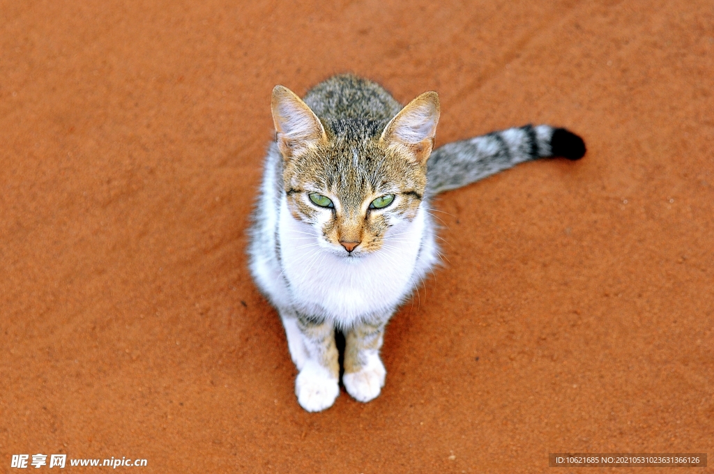 猫              