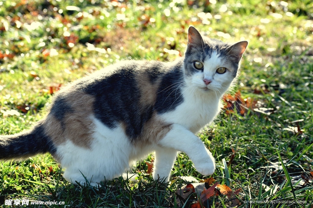 猫              