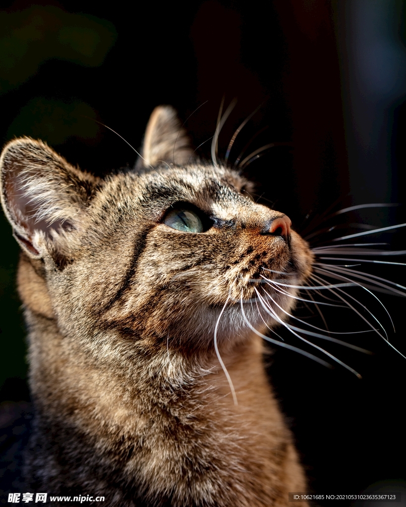 猫              