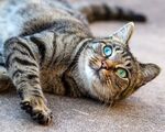 猫              