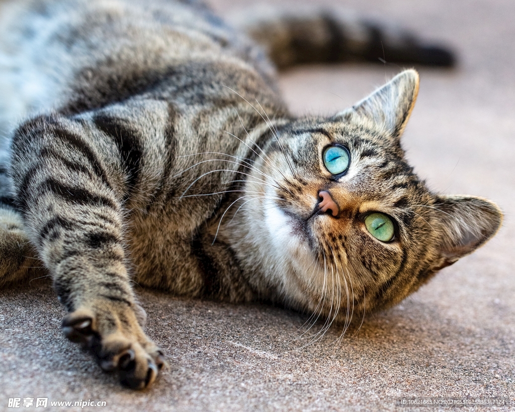 猫              
