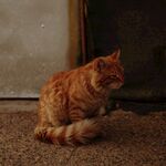 猫              