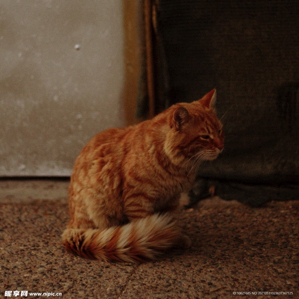 猫              