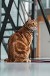 猫              