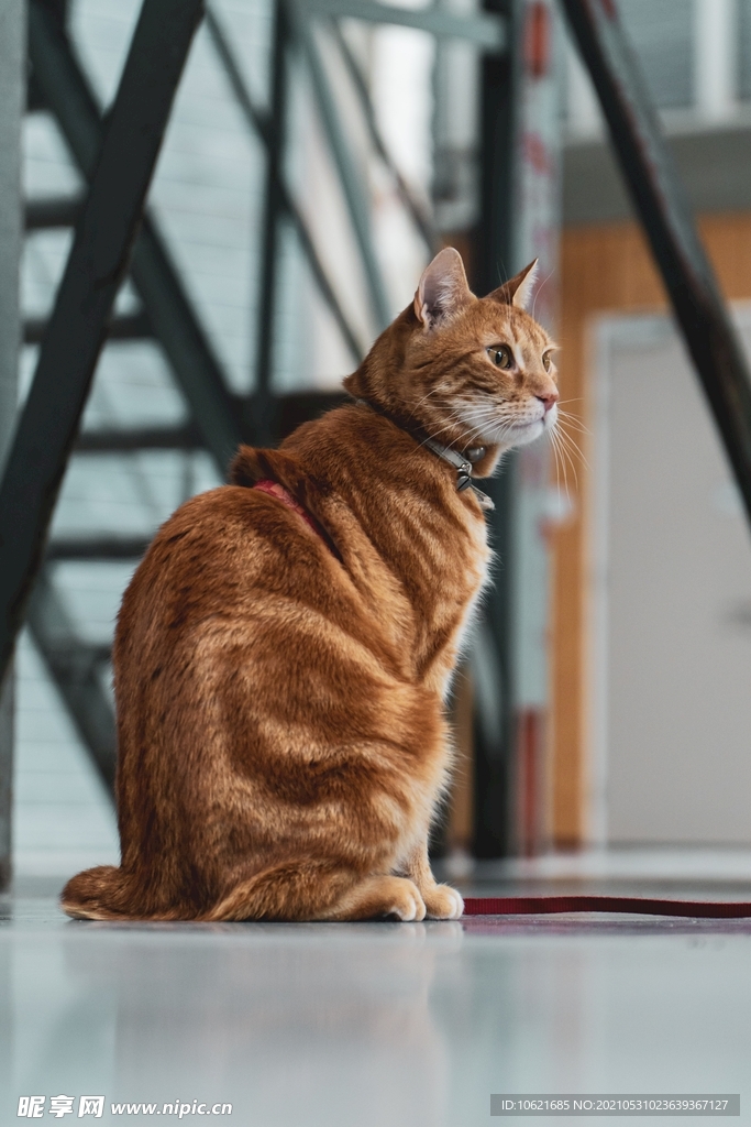 猫              