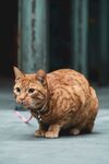 猫              