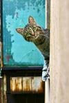 猫              