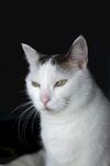 猫              