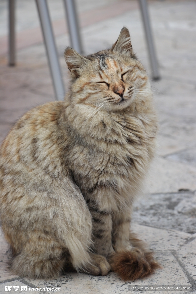 猫              