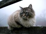 猫              