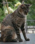 猫              