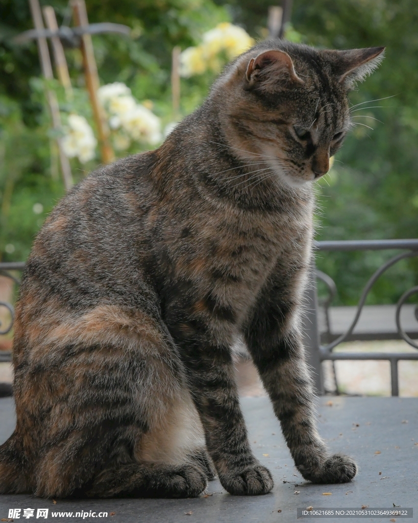 猫              