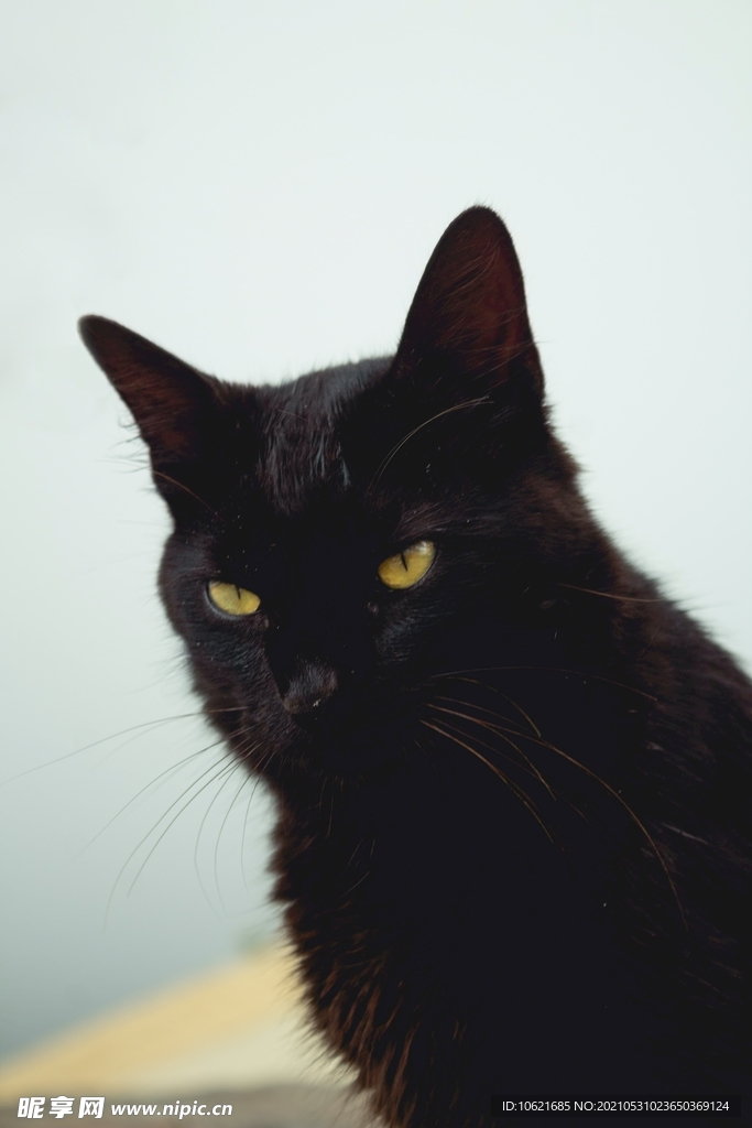 猫              