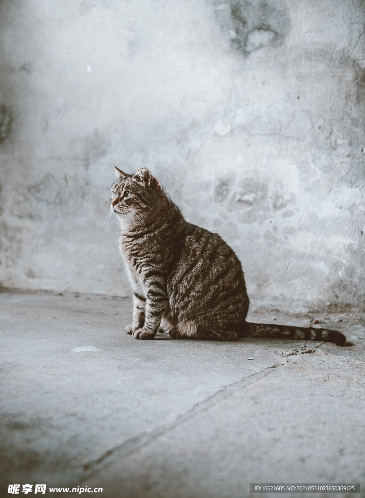 猫              