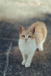 猫              