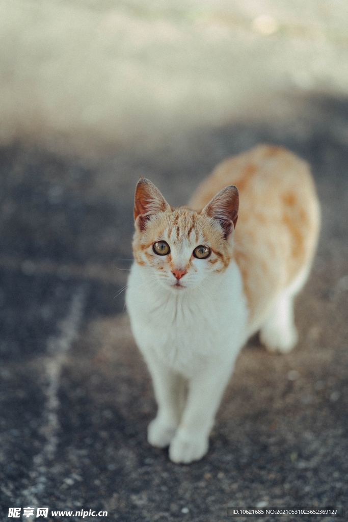 猫              
