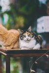 猫              