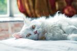 猫              