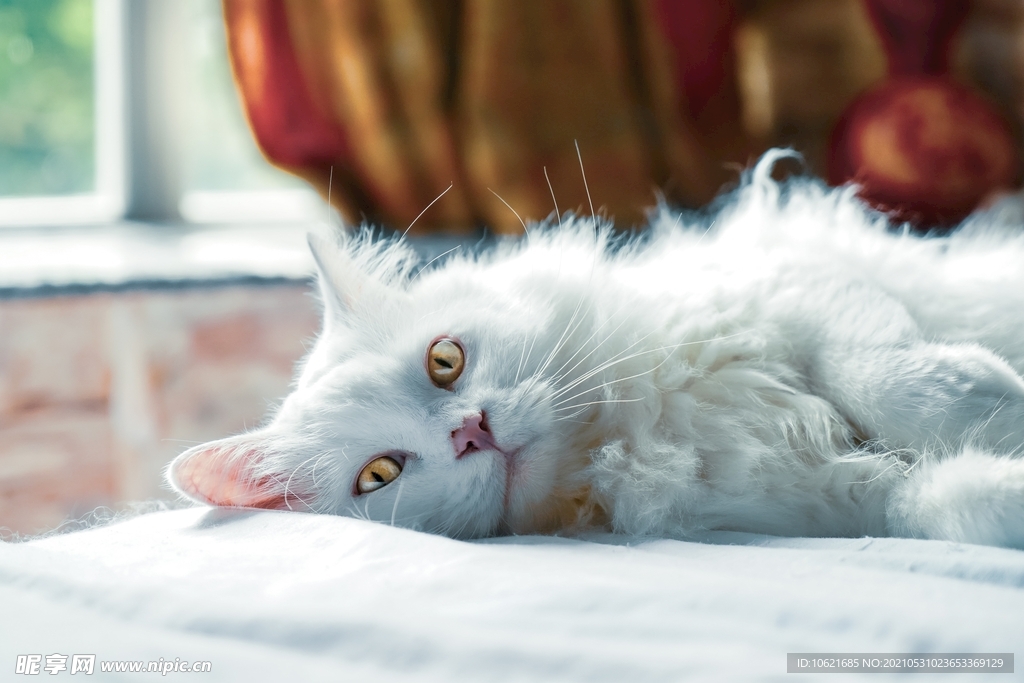 猫              