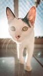 猫              