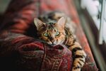 猫              