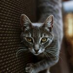猫              