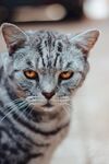 猫              