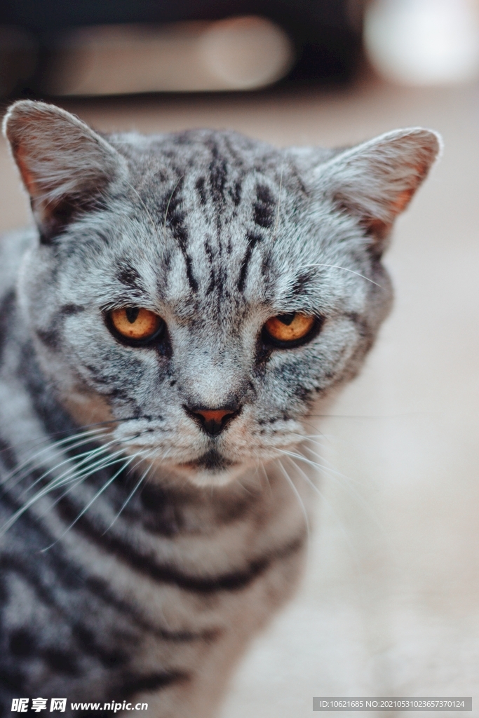 猫              